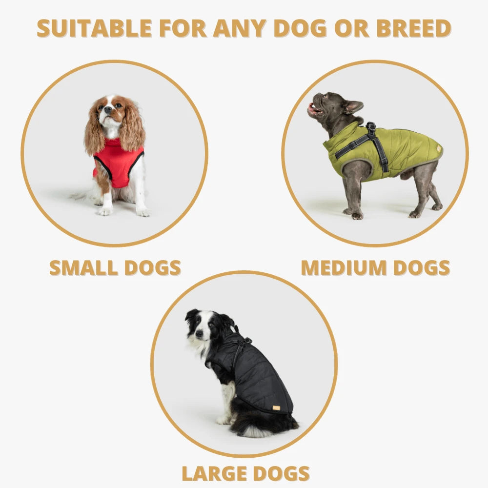 PawShield™ 3-in-1 Waterproof Dog Coat & Harness