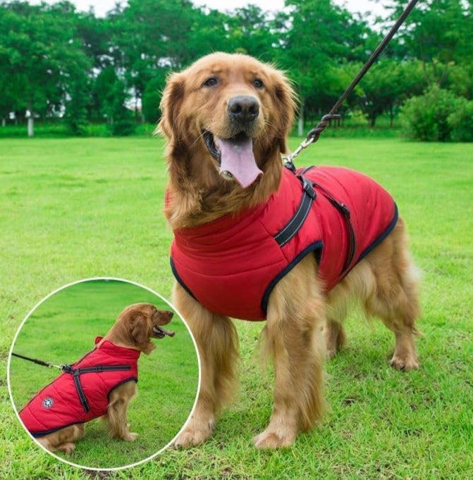 Dog wearing a red coat in a grassy field with a close-up inset.